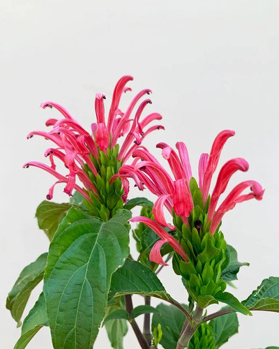 Jacobinia  ( Justicia Carnea  ) Flor Rosa 0