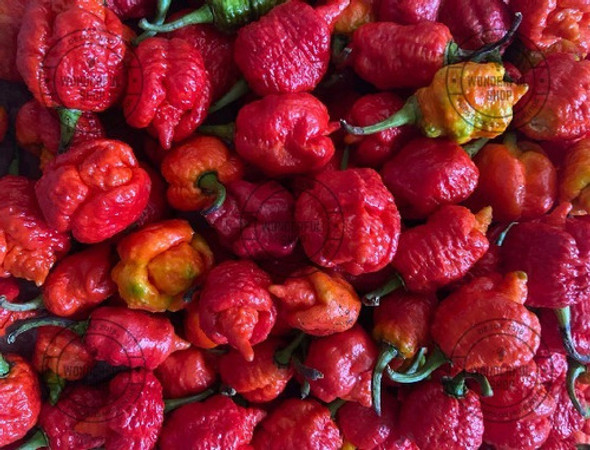Pimentas Frescas In Natura Carolina Reaper Red - 50 Unidades 1