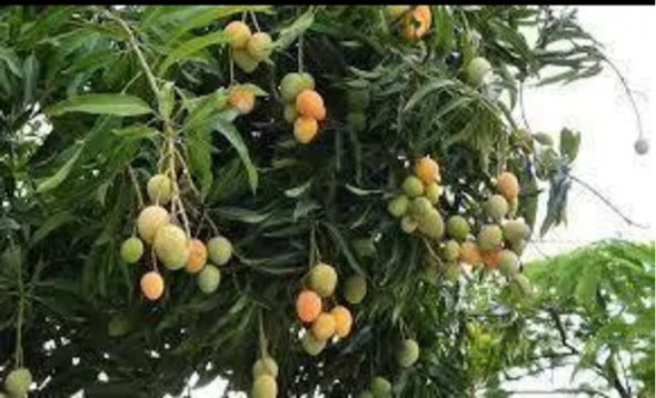 Mangos Formoseños 30 Mangos 1