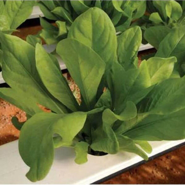 Kit 2 Und - Sem. Almeirão Turim (radiche) - 250g - Topseed 1 Kit 2 Und - Sem. Almeirão Turim (radiche) - 250g - Topseed 1