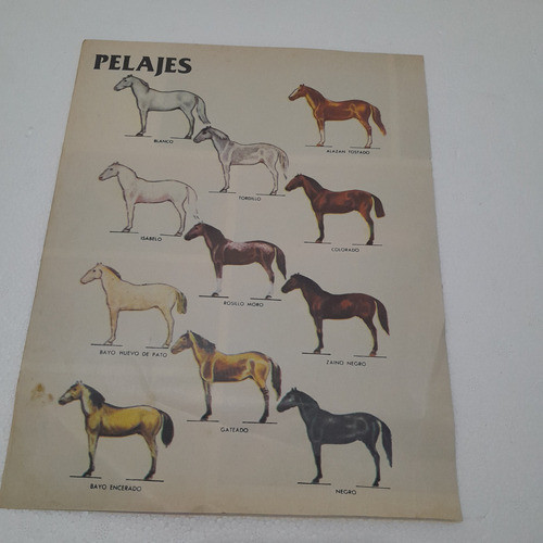 Lamina De Caballo Pelajes 0