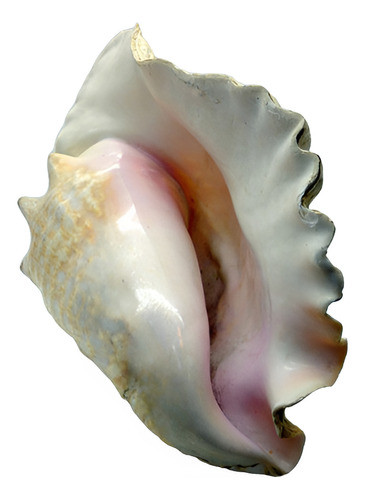 Caracol Concha Marino Lobatus Gigas 29x20x12cm Pecera Baño 0