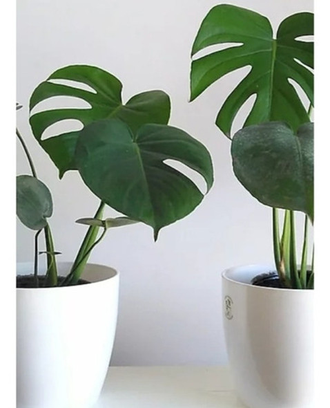 Planta Monstera /costilla De Adán En Maceta Premium N 22 1 Planta Monstera /costilla De Adán En Maceta Premium N 22 1
