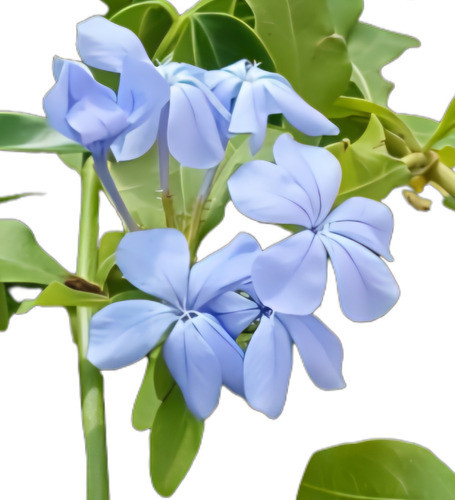 Jazmin Del Cielo Plumbago 0