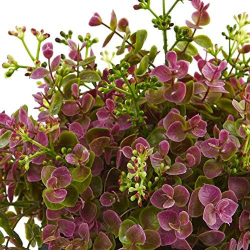 Casi Natural 13 Pulgadas. Planta Sedum Y Eucalipto Con 1