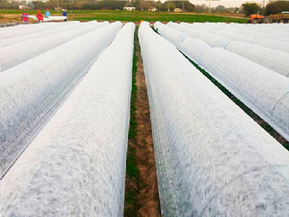 Tela Manta Termica Antihelada Protege Planta Invernader 30x2 1