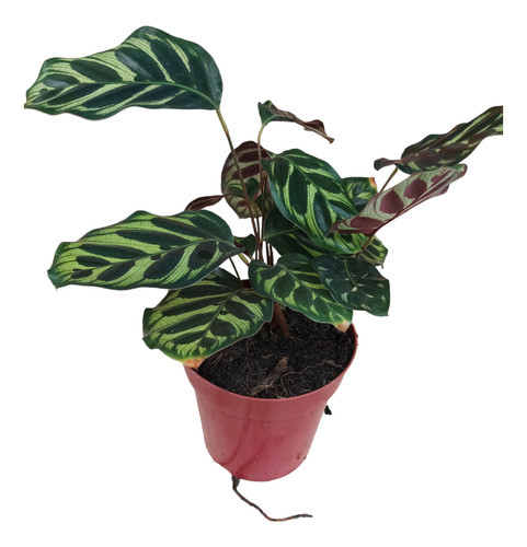 Planta Calathea Macoyana Envío Gratis 0