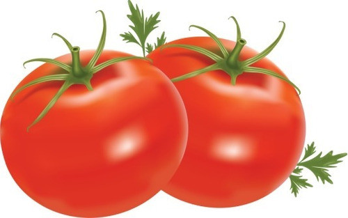 Tomates - Ilustración Frutas Y Vegetales - Lámina 45x30 Cm. 0