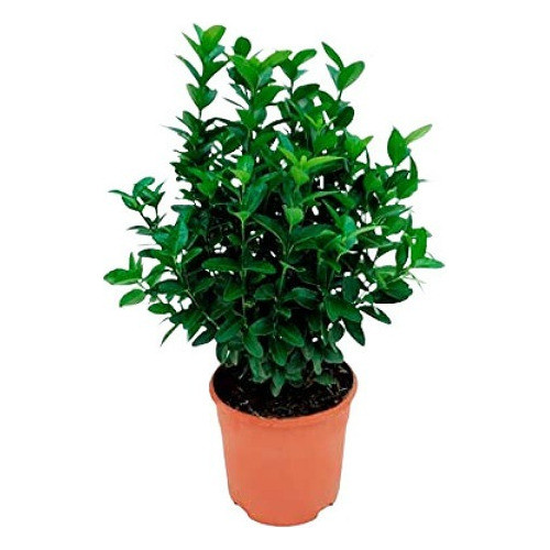 Evonimo Microphilla Aureo 0