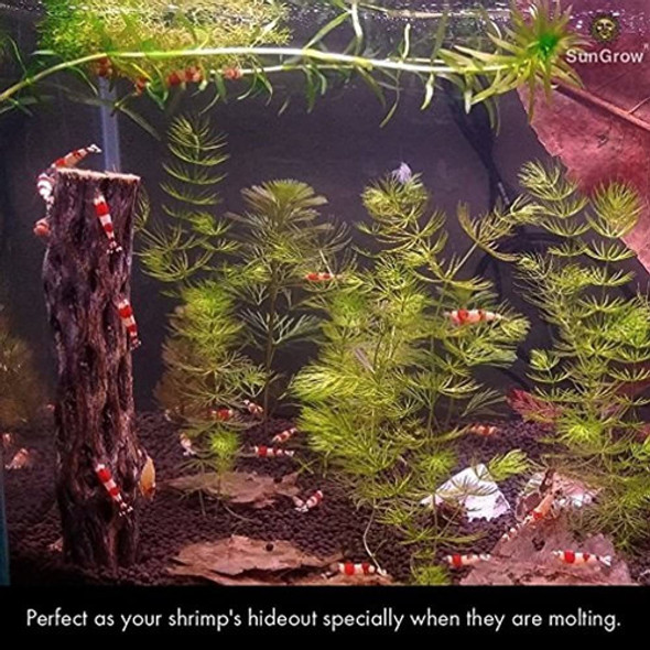 Madera De Cholla Sungrow, Cascara Seca De Cactus Cholla, Ex 1