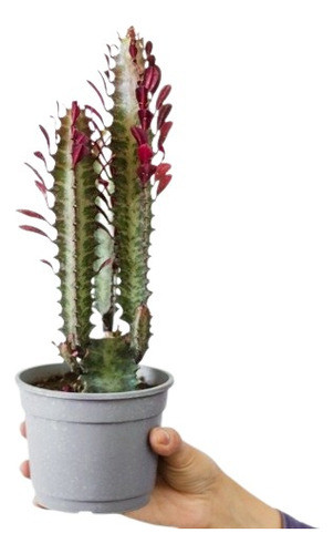 Euphorbia Trigona Rubra M11 0