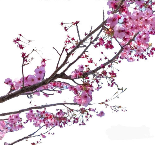 Cerezo Sakura Japones ( Prunus Serrulata) 1,70 M . Nat Act 0