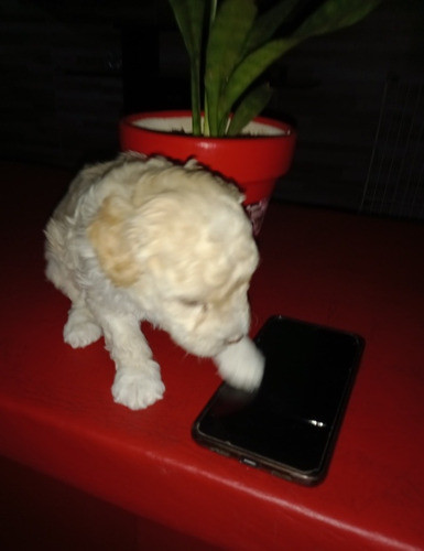 Caniche Mini Hembrita Y Machito  Vacunados 0