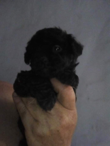 Caniche Mini Hembrita Y Machito  Vacunados 1