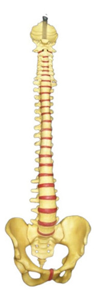 Columna Vertebral Articulada Sacro Occipital Pelvis 0 Columna Vertebral Articulada Sacro Occipital Pelvis 0