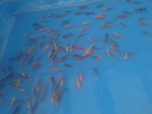 Peces Carpas Koi, Cometas, Shubunkin O Watenai 10 Cm 1