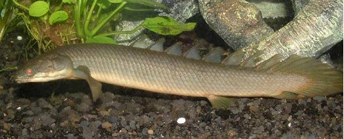 Dragones Bichir Grises 12 Cm 1