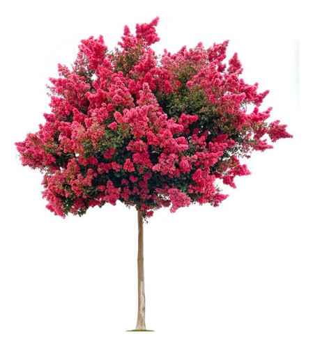 Árbol Espumilla Grande Envío Gratis 0