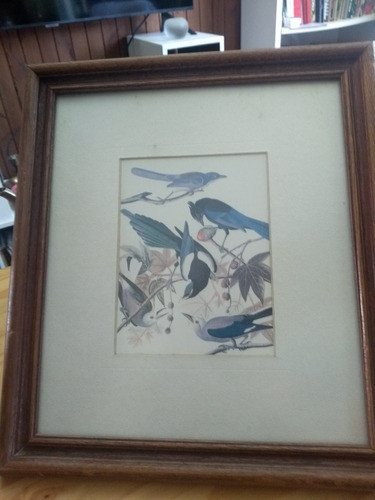 Serigrafias De Pajaros 0