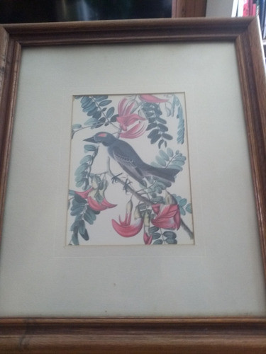 Serigrafias De Pajaros 1