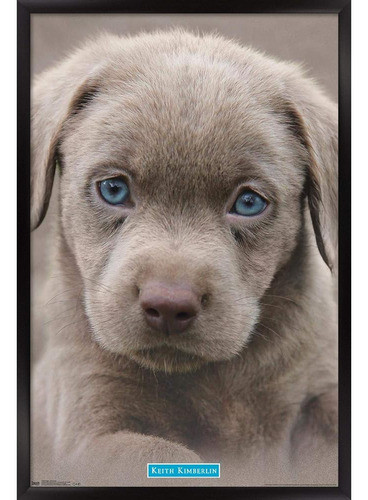 Trends International Wall Poster Puppy Blue Eyes, 22.375 X 3 0