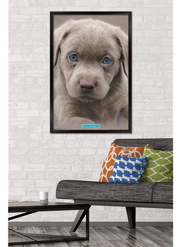 Trends International Wall Poster Puppy Blue Eyes, 22.375 X 3 1
