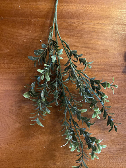 Vara Eterna De Buxus 60cm 0 Vara Eterna De Buxus 60cm 0