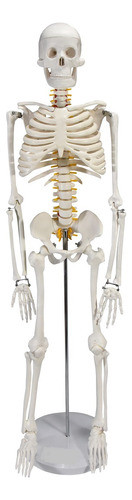 Esqueleto Humano De 85cm De Altura 0
