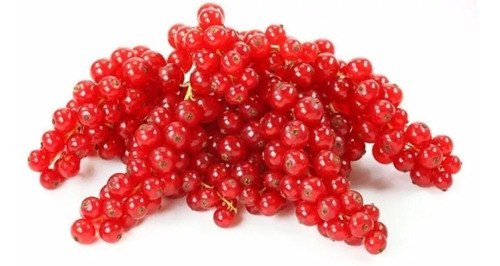 Promoção De Sementes De Groselha Vermelha 0