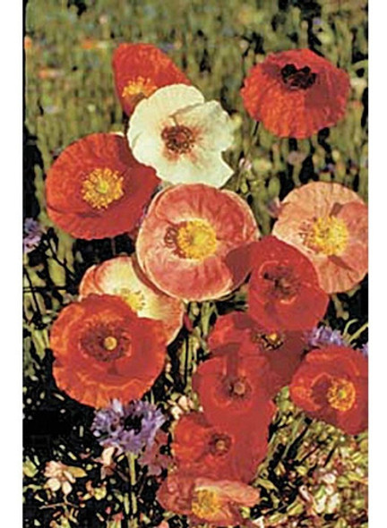 50 Semillas Flor Amapola Shirley Double Rhoeas Mix Colores 0