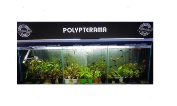 Planta Natural P/ Pecera Acuario Peces Variedades Surtidas 0 Planta Natural P/ Pecera Acuario Peces Variedades Surtidas 0