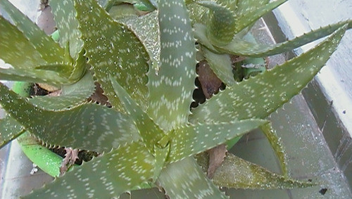 Planta De Aloe Vera Para Mejorar Tu Salud. 1