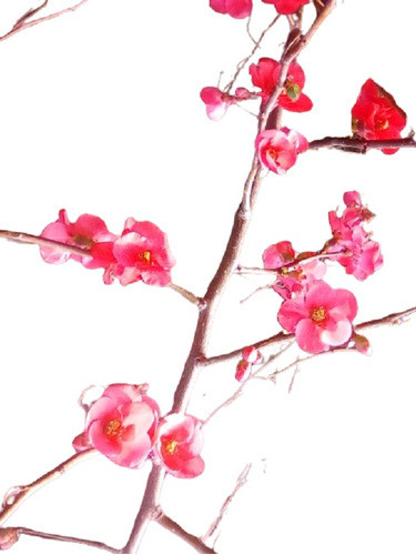 Vivero Cielo Verde Orgánico Jazmin + Membrillo Japonés 0