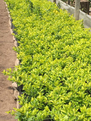 Plantas De Duranta Maceta 3lts 0