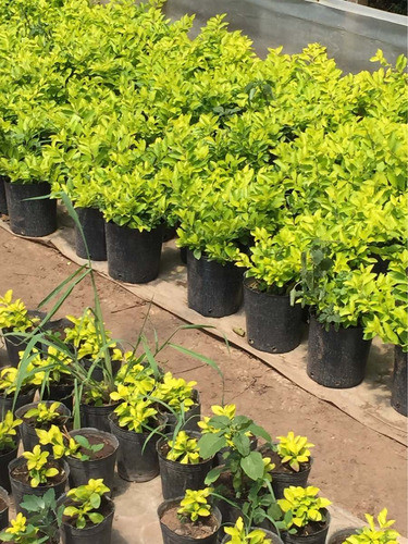 Plantas De Duranta Maceta 3lts 1