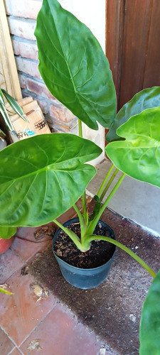Alocasia Wenti. Fotos Reales 1