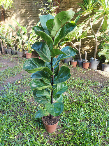 Planta Ficus Lyrata Envío Gratis 1