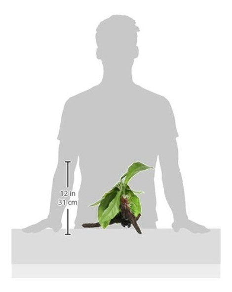 Fluval Striped Anubias Plant Para El Acuario 135inch 1 Fluval Striped Anubias Plant Para El Acuario 135inch 1