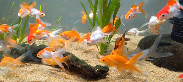 Goldfish Carassius Peces Agua Fria Surtidos 5cm 1