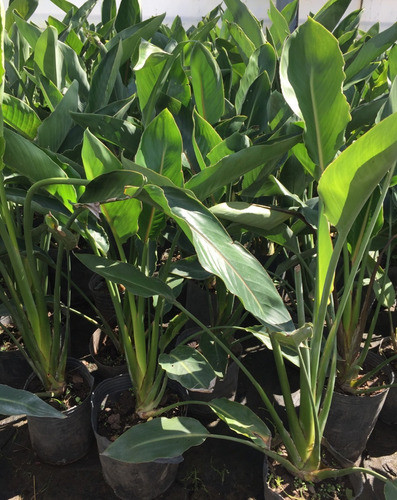 Planta Strelitzia Reginae Env 4 Lts. 0,60 Cm Balcon Maceta 0