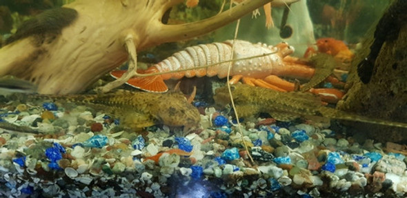 Pez Loricaria Limpiafondo 0