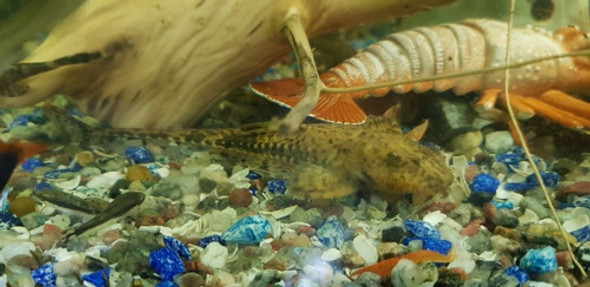 Pez Loricaria Limpiafondo 1