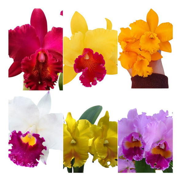 Orquídeas Cattleya Adulta Kit Com 5 Mais Super Brinde Gratis 0