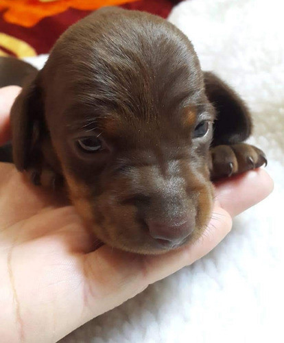 Salchichas Chocolate Mini De Padres De Pedigree!!! 0