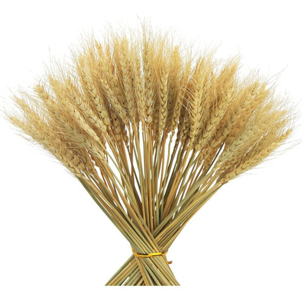 Jojaze 100 Tallos Trigo Secos Decoración, Gavillas Trigo 0