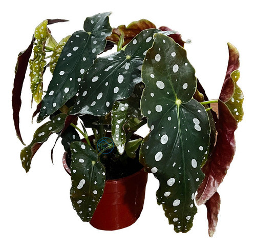 Planta De Interior Begonia Maculata Maceta Nro.15 0