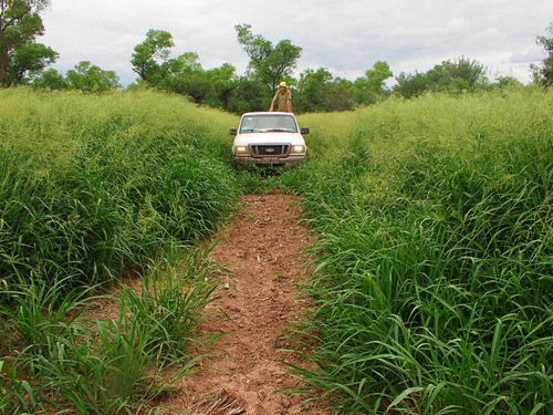 Mezcla Pasturas Megatermicas 1