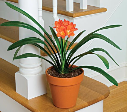 Planta De Clivia!! 1