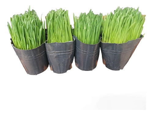 Pasto Para Gato X4 Unid Hierba Gatera, Gatuna Envios Isiflor 0