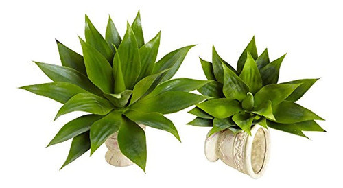 Agave Casi Natural Planta Suculenta De La Seda  Conjunto De 0